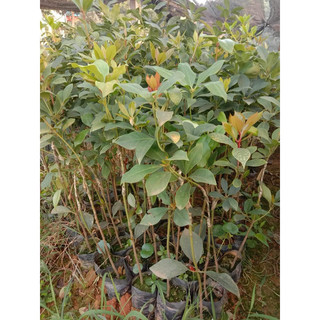Cây Giống Hồi ( hoa hồi ) có bán sỉ