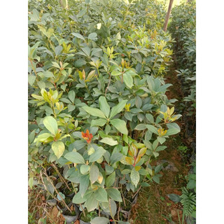 Cây Giống Hồi ( hoa hồi ) có bán sỉ