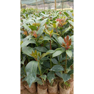 Cây Giống Hồi ( hoa hồi ) có bán sỉ