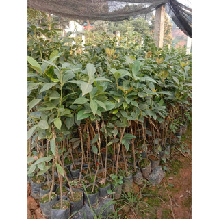 Cây Giống Hồi ( hoa hồi ) có bán sỉ