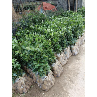 Cây Giống Hồi ( hoa hồi ) có bán sỉ