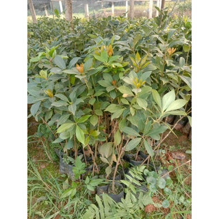 Cây Giống Hồi ( hoa hồi ) có bán sỉ