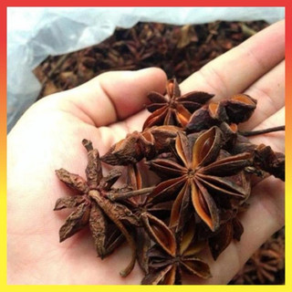 Cây Giống Hồi ( hoa hồi ) có bán sỉ