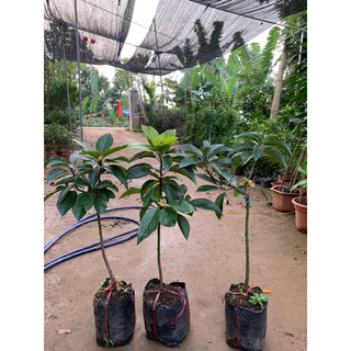 Cây giống bơ 034 cây cao 1m-1m3