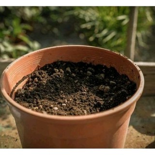 1KG đất trồng hoa Tulip - hoa kiểng cần đất có độ tơi xốp - thông thoáng - Đã trộn sẵn nhiều thành phần