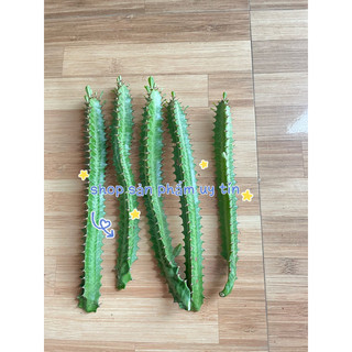 xương rồng ba cạnh 10 nhánh (xr trừ tà)
