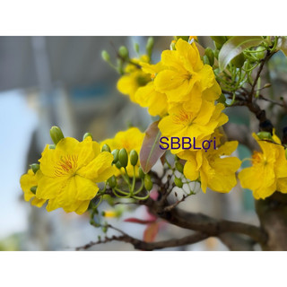 Hoa mai dảo siêu bông Bình Lợi_cây ghép