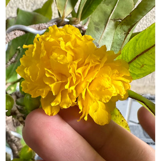Hoa mai Hoàng Huyết Long không nhụy_cây ghép