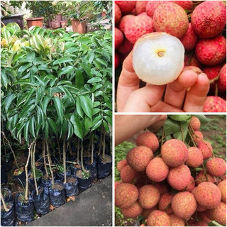 Cây giông vải u hồng hạt lép chín sớm