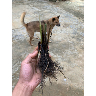 Cây Rau Dớn (Rau Rớn)