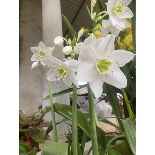 3 củ hoa ngọc trâm hoa thơm