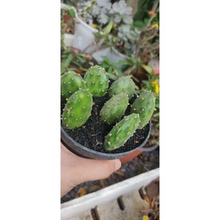 Chậu xương rồng tai thỏ mập, hoa vàng - Opuntia Decumbens