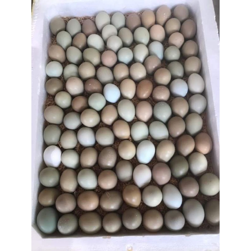 5 trung chim trĩ về ấp