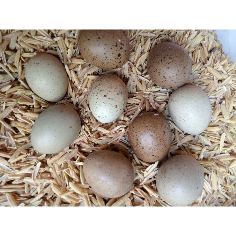 10 trứng gà rutin về ấp