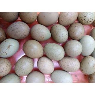 10 trứng gà rutin về ấp