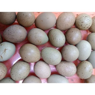 10 trứng gà rutin về ấp