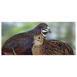 10 trứng gà rutin về ấp