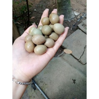 10 trứng gà rutin về ấp