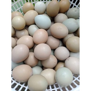 5 trung chim trĩ về ấp