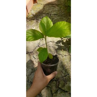Cây Ngái cây giống dùng làm dược liệu