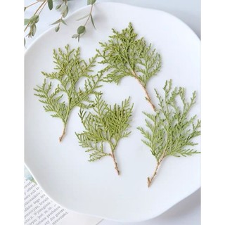 Set lá tùng ép khô handmade làm epoxy, tranh, DIY