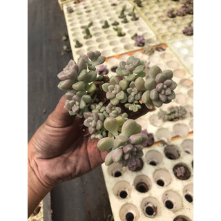 Conbo 3 cây sen đá kim tuyến vĩ đẹp dễ trồng