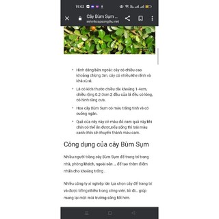Cây bùm sụm