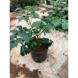 Cây hạnh phúc