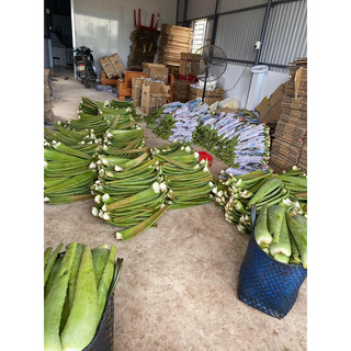 cây nha đam - lô hội(100% ảnh thật cây trong chậu khoẻ, ổn định)