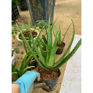 cây nha đam - lô hội(100% ảnh thật cây trong chậu khoẻ, ổn định)