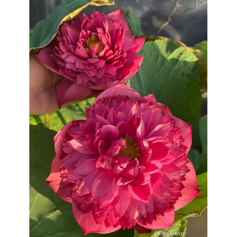 Củ sen đỏ Red Eden