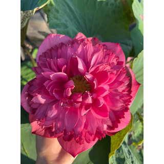 Củ sen đỏ Red Eden