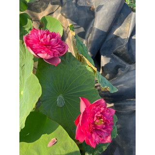 Củ sen đỏ Red Eden