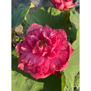 Củ sen đỏ Red Eden