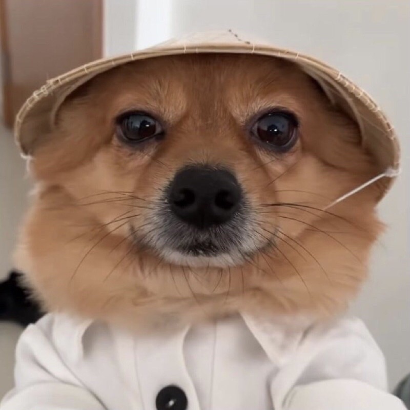 [ Rẻ_vô_địch ] Nón Lá Việt Nam Cho Thú Cưng Chó Mèo