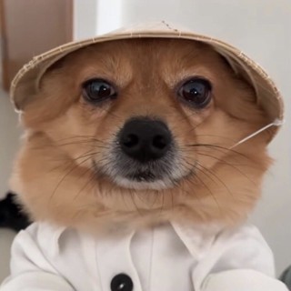 [ Rẻ_vô_địch ] Nón Lá Việt Nam Cho Thú Cưng Chó Mèo