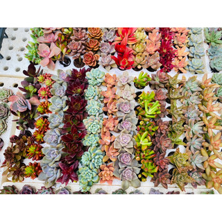 Sen đá vỉ mini 3-4cm