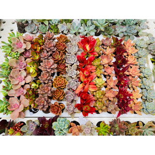 Sen đá vỉ mini 3-4cm