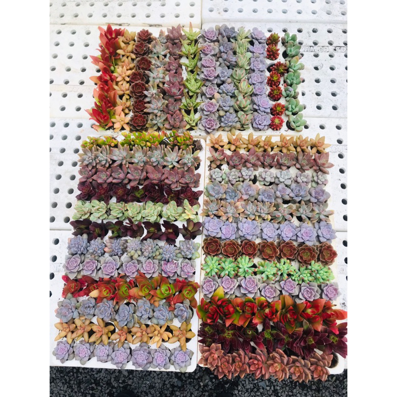 Sen đá vỉ mini 3-4cm