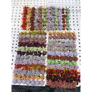 Sen đá vỉ mini 3-4cm
