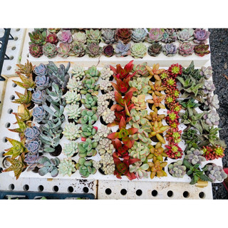 Sen đá vỉ mini 3-4cm