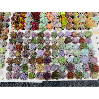 Sen đá vỉ mini 3-4cm