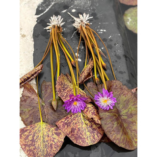 Hoa Súng Purdaisy( cây to có nụ hoa)