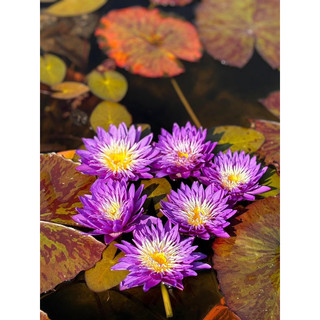 Hoa Súng Purdaisy( cây to có nụ hoa)