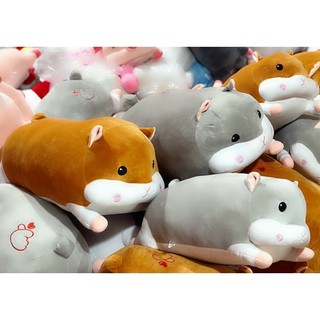 Chuột hamster