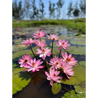 (Mua 1 tang 1)Hoa Súng Thái Lan Mỹ Hồng