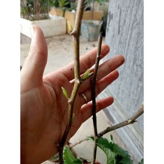 Cây táo đào vàng (táo chua dôn dốt)