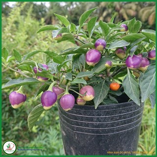 Hạt giống ớt kiểng quả đào tím vl37 - 10 hạt