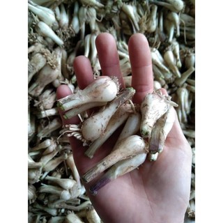 Củ kiệu Huế loại ngon khô ráo 1kg