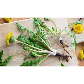 Cây bồ công anh<dược liệu>làm giống .